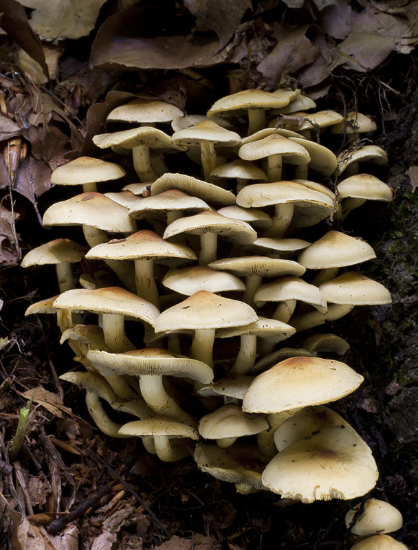 Hypholoma fasciculare